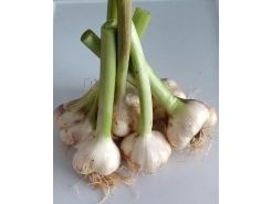 Sarımsak 1 kg Sarımsak 1 kg